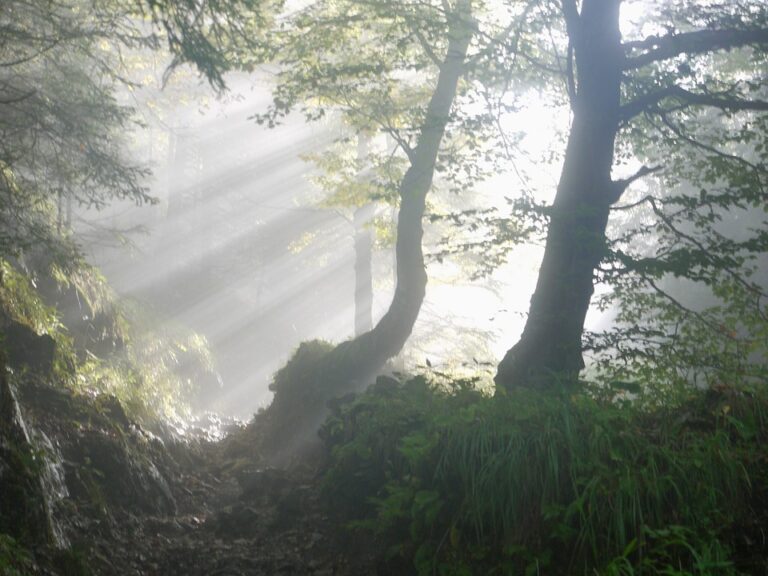 Sacred Paths: A Journey into Shamanism and Indigenous Wisdom