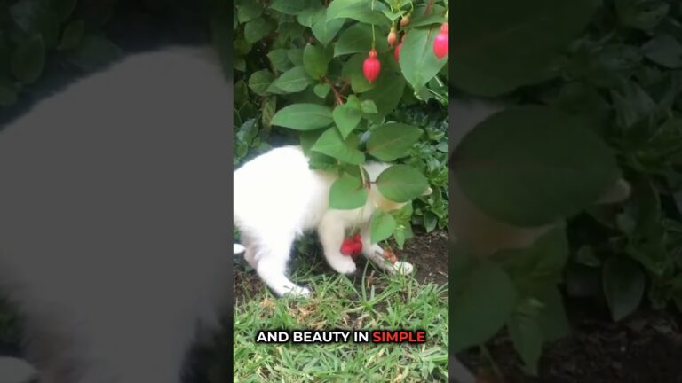 Prayer for Contentment