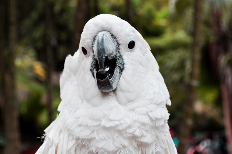 Cockatoo Who Cuddles Just Like a Human Baby Is the Definition of Love