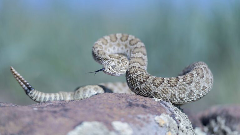 8 Most Rattlesnake Infested Areas in Oklahoma