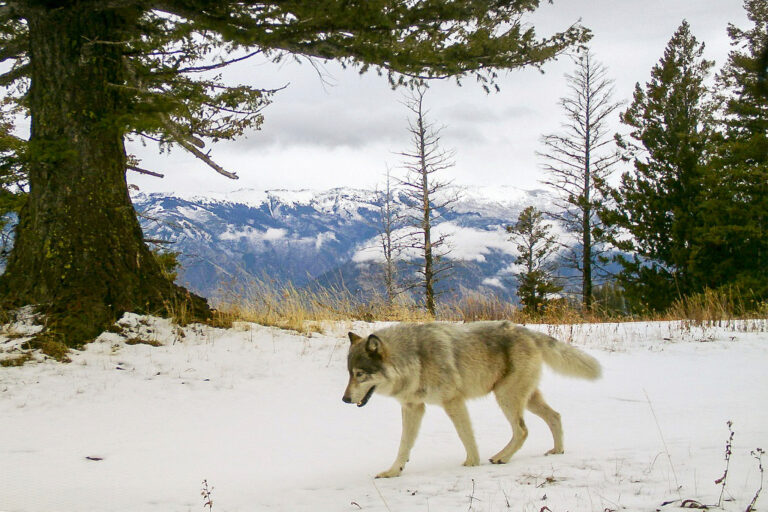 Federal agents shot and killed two endangered wolves in Oregon
