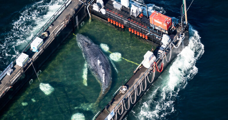 ‘Timmy,’ humpback whale released in spectacular rescue effort, found dead off Denmark