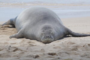 Attorney says tourist was protecting turtles by throwing rock at Hawaiian seal