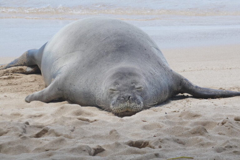 Attorney says tourist was protecting turtles by throwing rock at Hawaiian seal