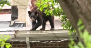 Bear safely secured after being spotted on rooftop in Richmond neighborhood