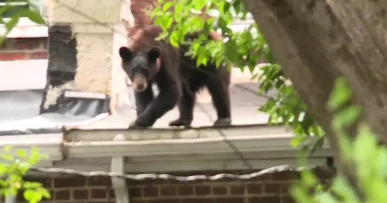 Bear safely secured after being spotted on rooftop in Richmond neighborhood