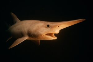 Scientists Just Filmed a Living Goblin Shark for the First Time in History