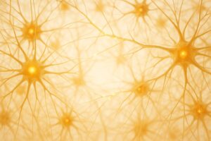 The Adult Brain Can Repair Itself: What Scientists Just Saw