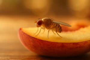 The Fruit Fly Brain Map Shows Small Was Never Simple
