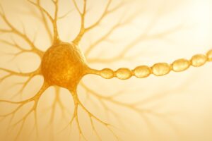 What Do Neurons Look Like? Not the Textbook's Smooth Tube