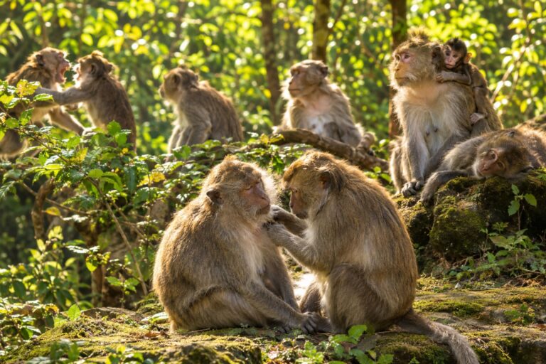 Are Humans Violent by Nature? What 100 Primates Show