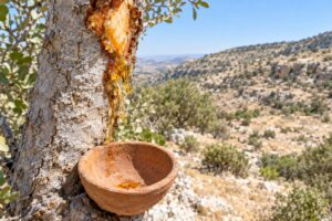 Balm of Gilead: Jeremiah Asked About a Real Medicine