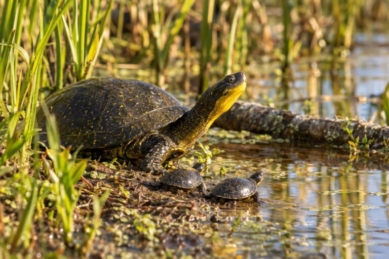 This Blanding’s Turtle Vanished for 12 Years. Then Her Hatchlings Came Back
