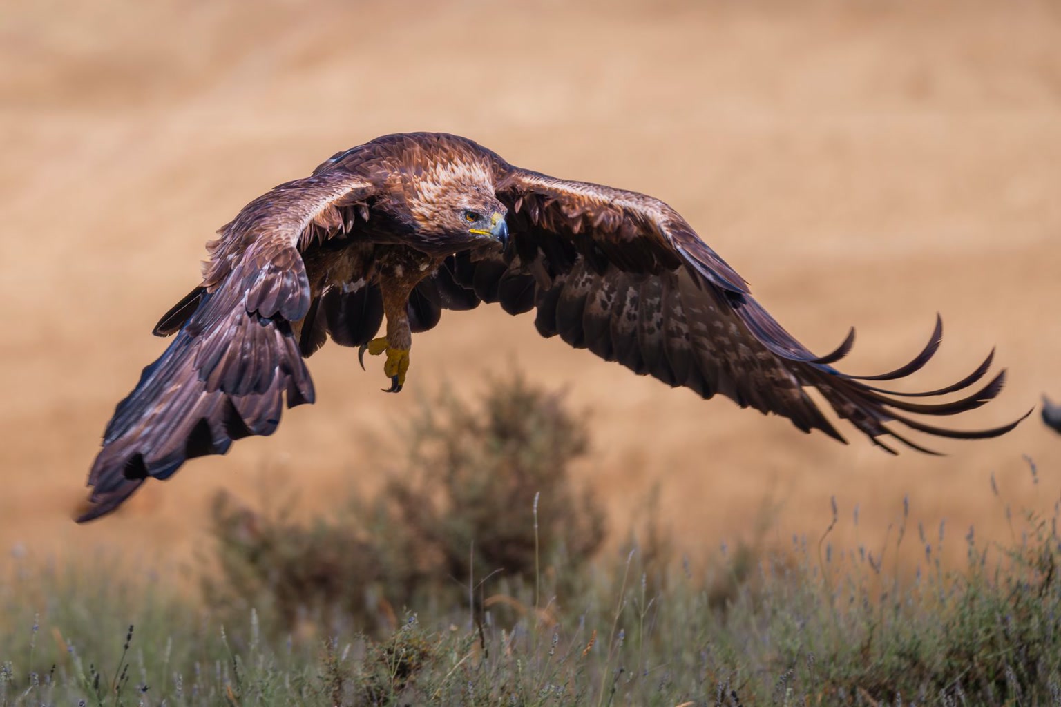 Eagle Meaning in the Bible: It Was Never About Climbing