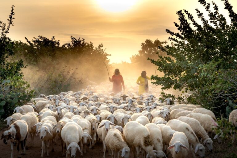 Hebrew Word for Shepherd: What Does ‘Ro’eh’ Really Mean?
