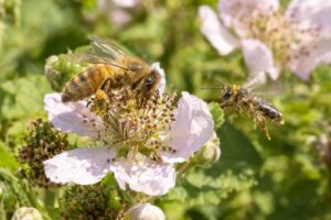 Honey Bees Bullying Other Bees: Wild Pollinators Back Away