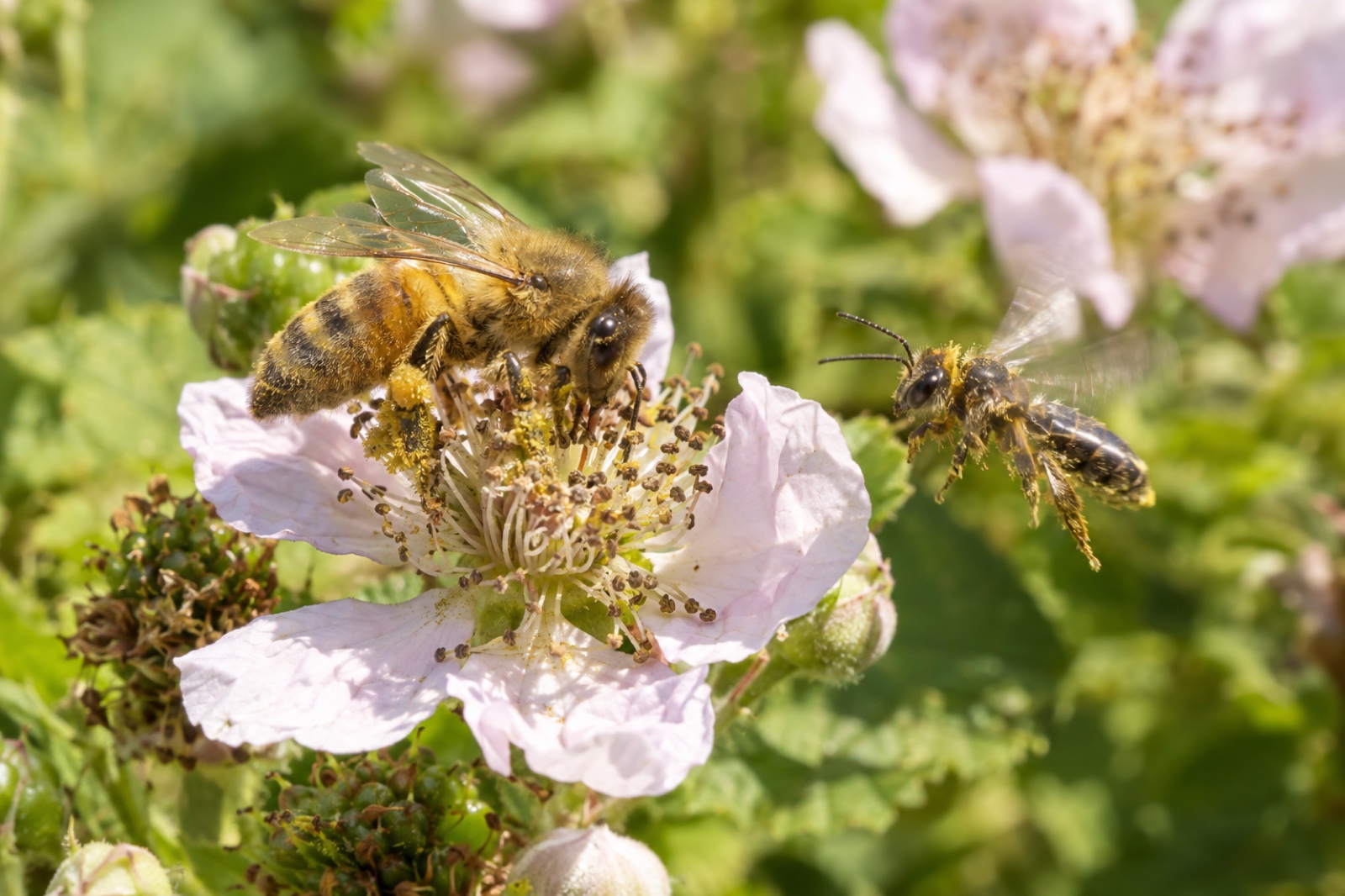 Honey Bees Bullying Other Bees: Wild Pollinators Back Away
