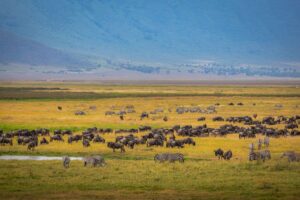 Living Planet Report 2026: What the 73% Really Means