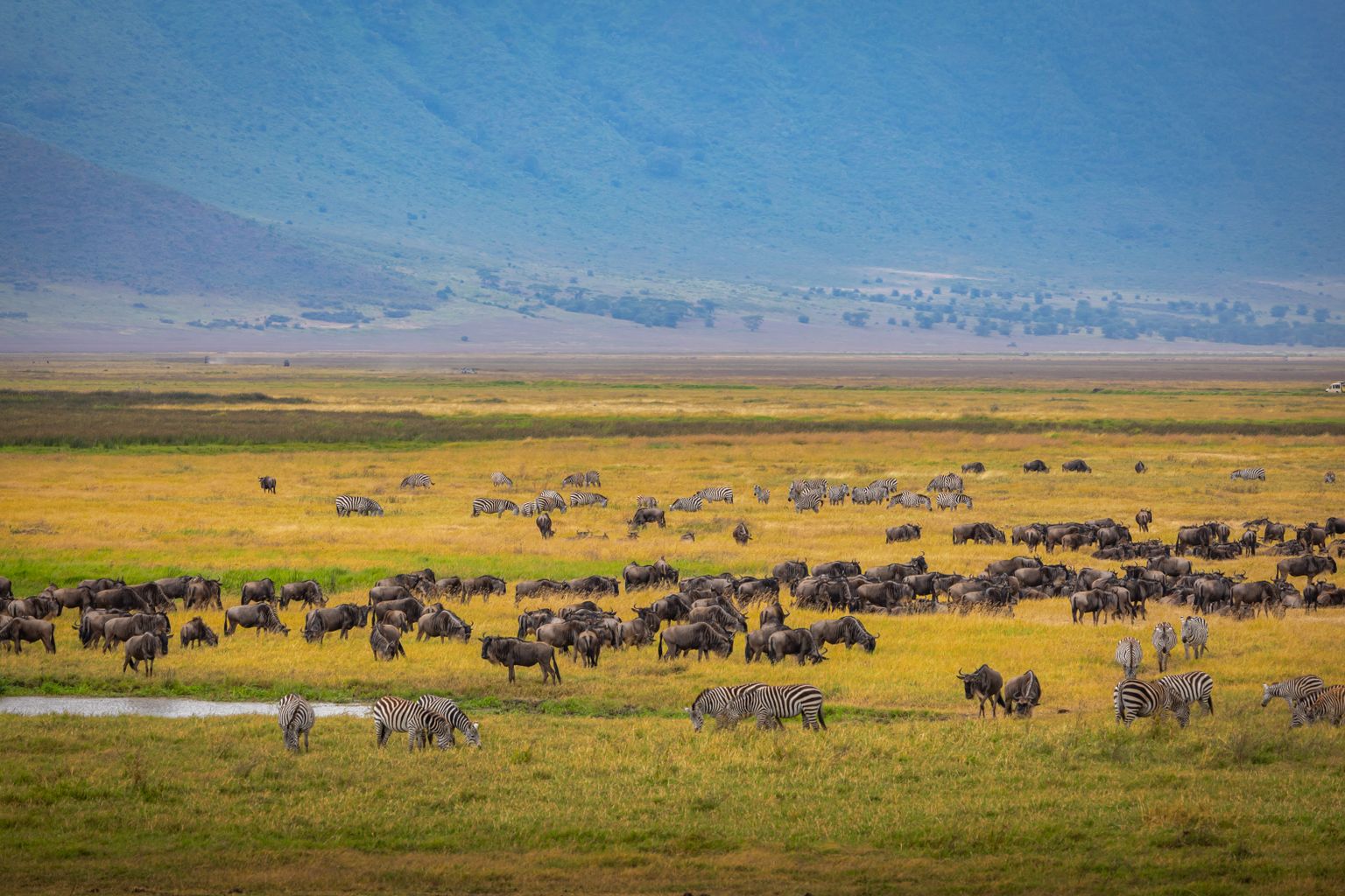 Living Planet Report 2026: What the 73% Really Means